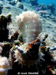 White seahorse around some coral by Laura Dinraths 